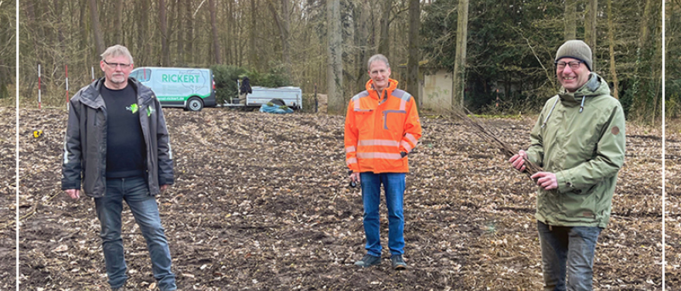 4000 Geh&ouml;lze in Elmshorn gepflanzt