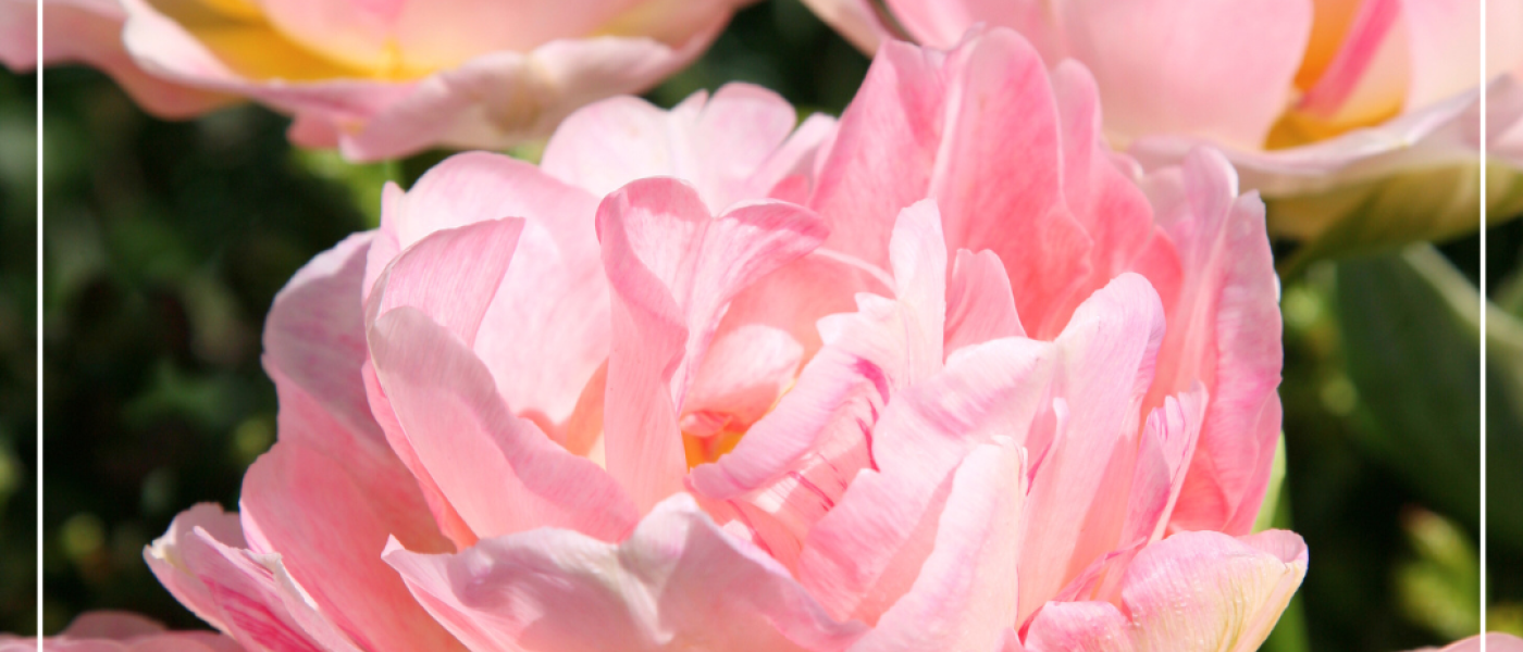 Alles f&uuml;r deinen romantischen Gartentraum