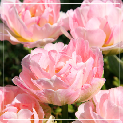 <? $page->title() ?>