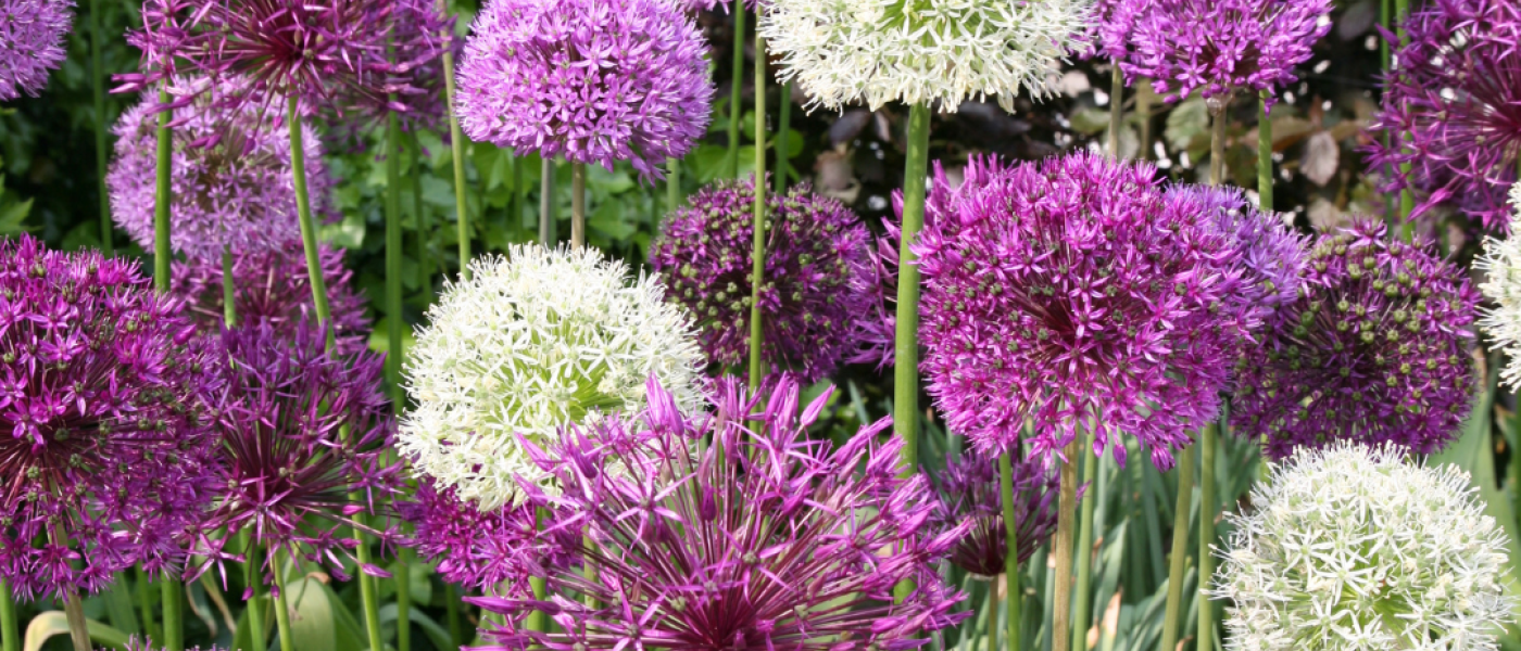 Allium &ndash; kugelrunde Bl&uuml;tenpracht