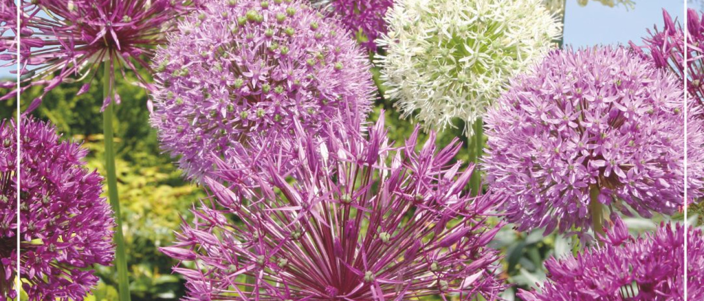 Allium &ndash; pflegeleichter Blickfang in Kugelform