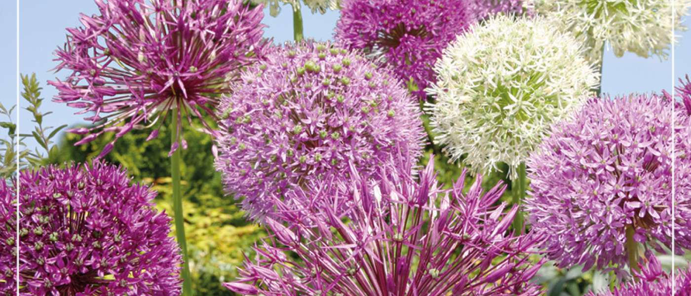 Allium - strahlende Bl&uuml;tenb&auml;lle