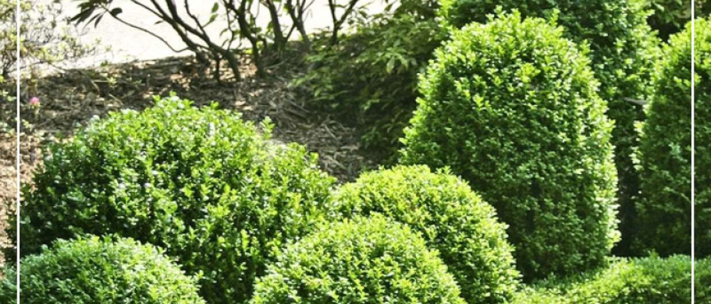 &Auml;rger mit dem Buchsbaumz&uuml;nsler?