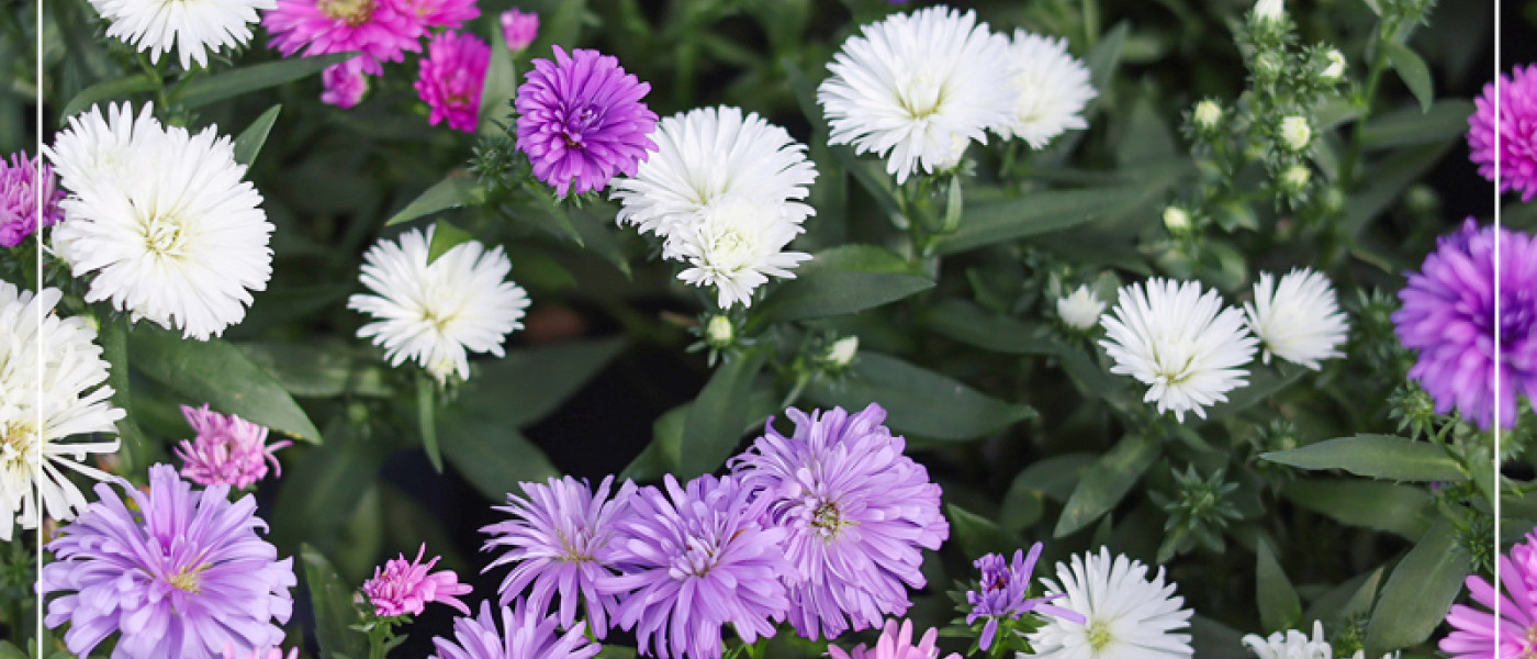 Astern – die strahlenden Stars für den herbstlichen Garten