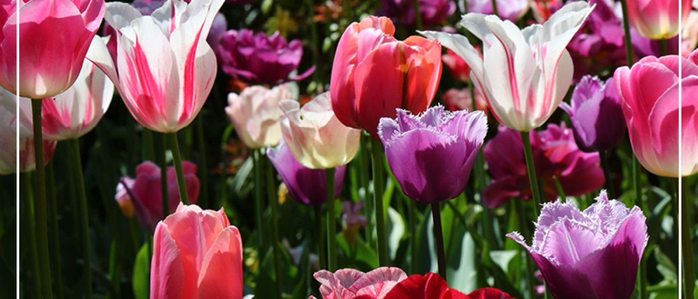 Auf Entdeckungsreise f&uuml;r den Fr&uuml;hlingsgarten
