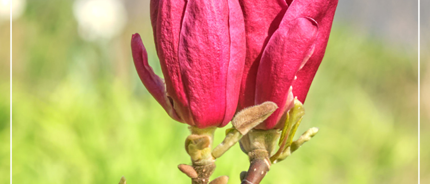 Außergewöhnlich schöne Magnolien