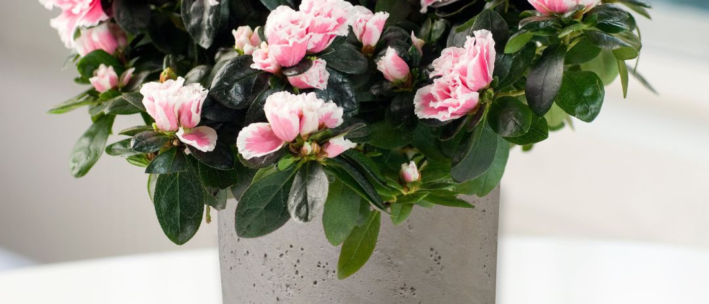 Azaleen &ndash; edle Bl&uuml;tensch&ouml;nheiten f&uuml;r die kalte Jahreszeit