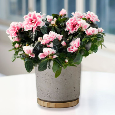 <? $page->title() ?>