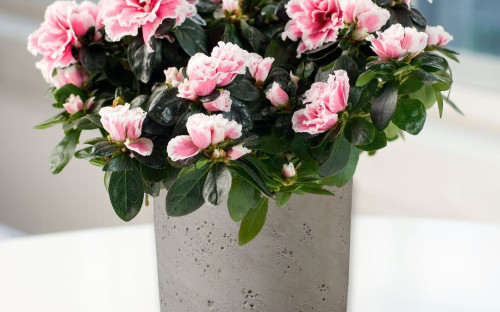 <? $page->title() ?>