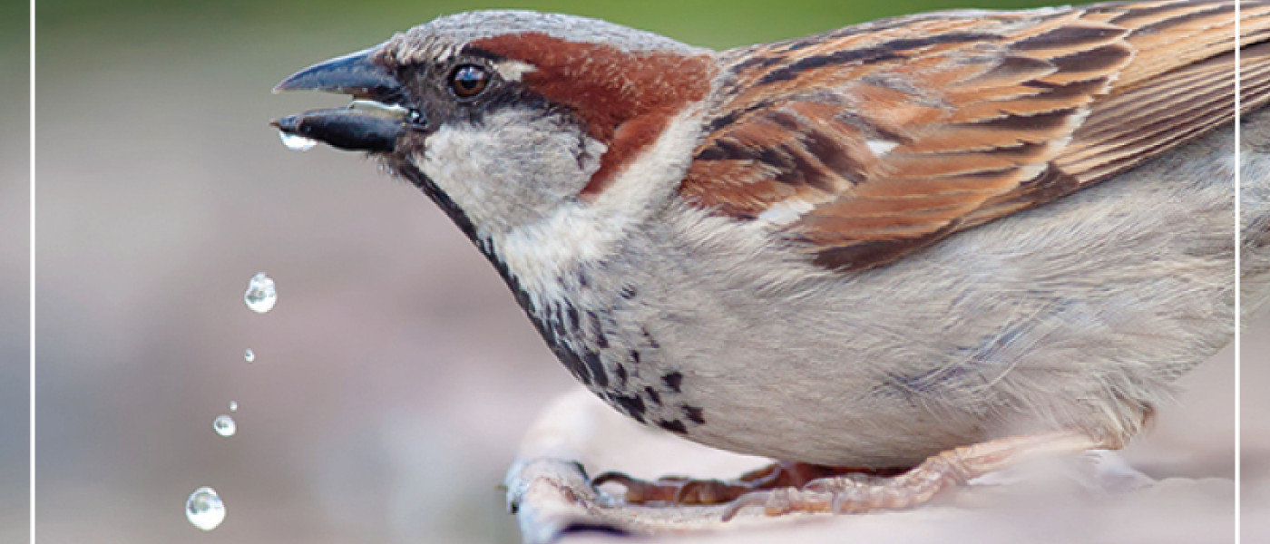 Badespa&szlig; f&uuml;r Spatz und Co