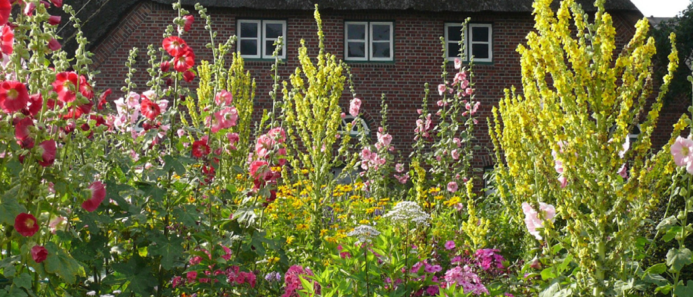 Bauerngartenstauden – Blütenschönheiten für Deinen Garten!