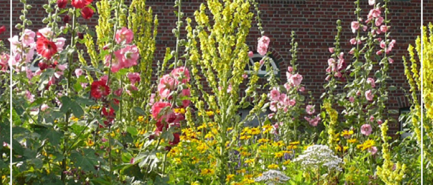 Bauerngartenstauden &ndash; Bl&uuml;tensch&ouml;nheiten f&uuml;r Deinen Garten!
