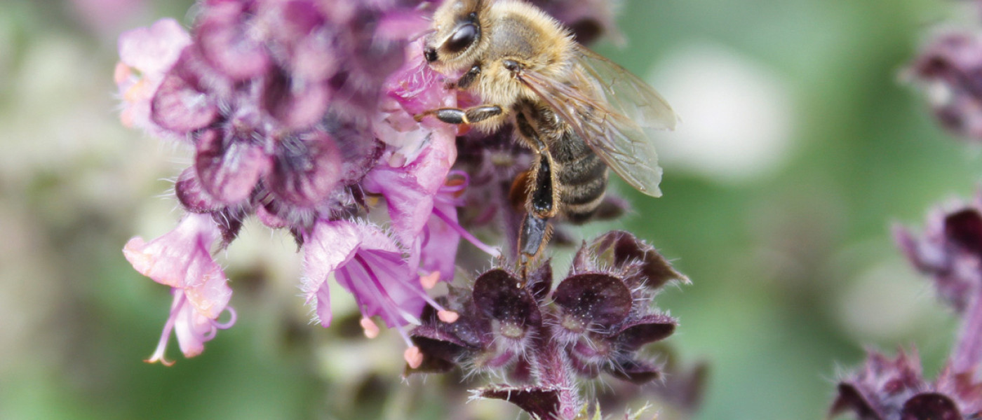 Bee Happy – Kräuter und Gemüsepflanzen als Bienenweide