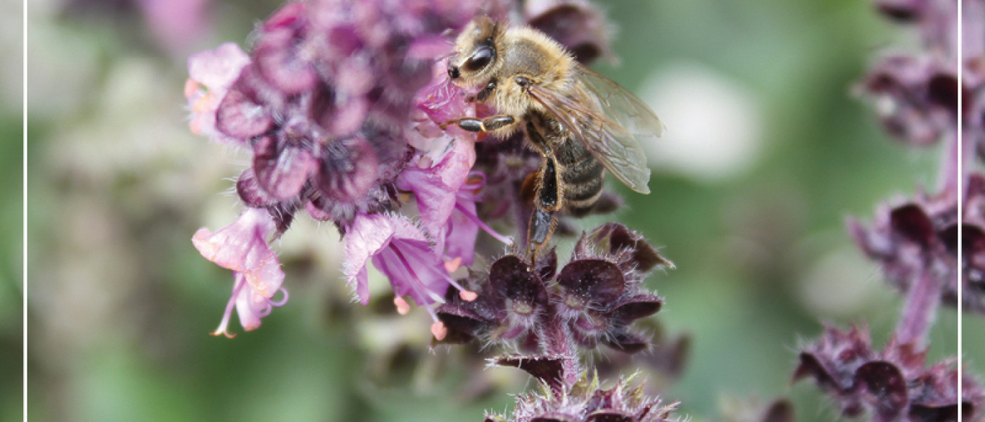 Bee Happy &ndash; Kr&auml;uter und Gem&uuml;sepflanzen als Bienenweide