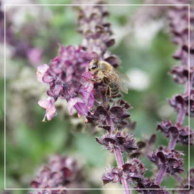 <? $page->title() ?>