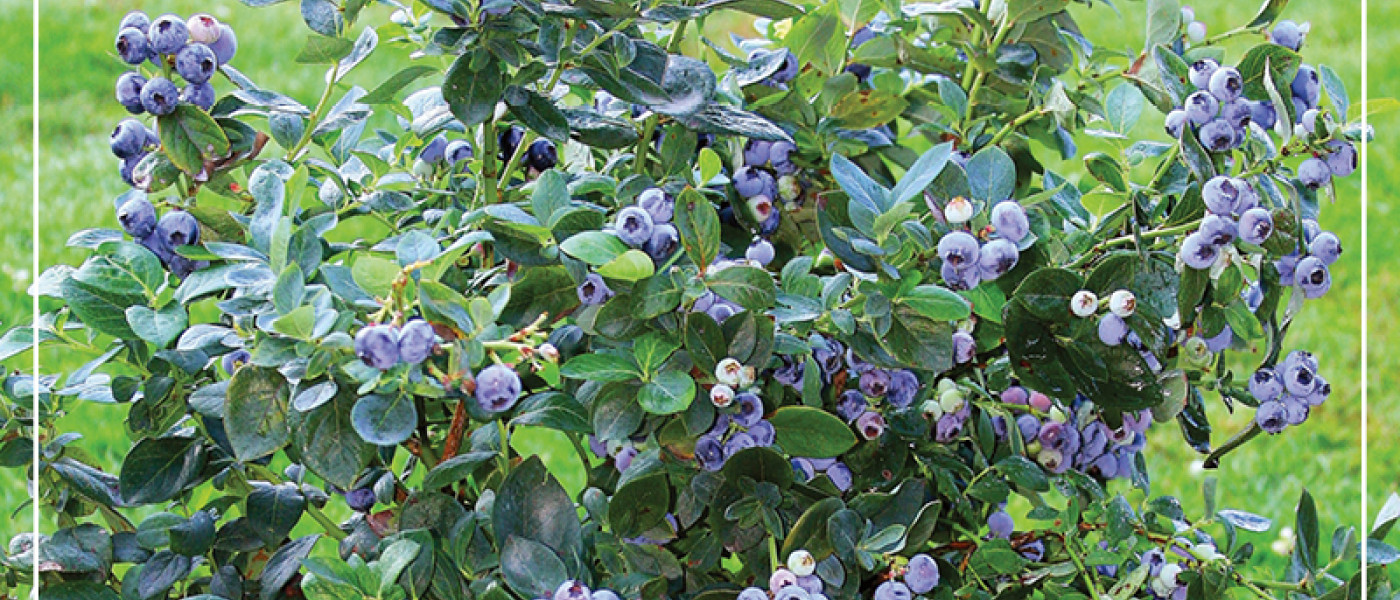 Beerenzwerge f&uuml;r Balkon und Terrasse!
