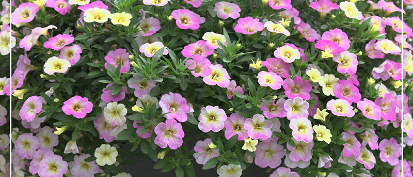 Besondere Bl&uuml;tenpracht zum Muttertag