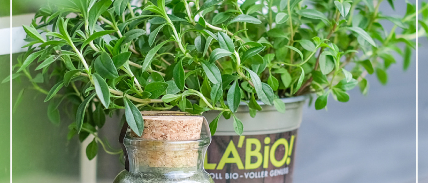 Besondere Kr&auml;uter f&uuml;r die frische Fr&uuml;hlingsk&uuml;che
