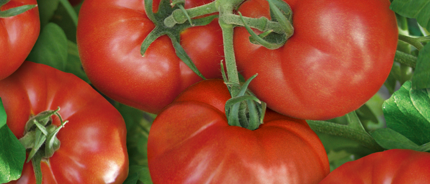 Besonderer Tomaten- und Gurkengenuss aus dem eigenen Garten!