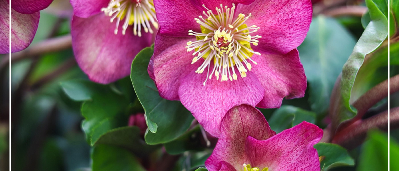 Bildsch&ouml;ne Christrosen