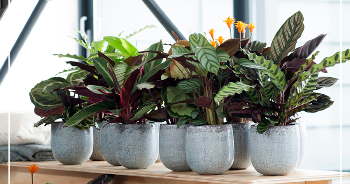 Rostock Gartencenter | Calathea - Blttertraum statt Bltenpracht