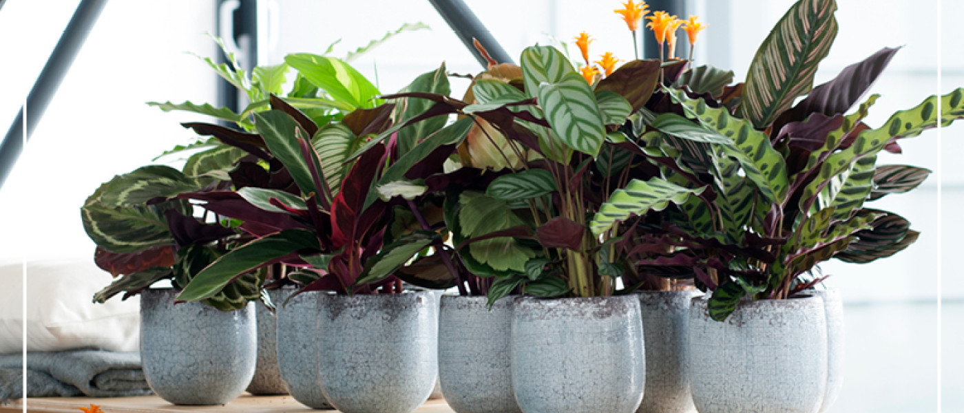 Calathea - Bl&auml;ttertraum statt Bl&uuml;tenpracht