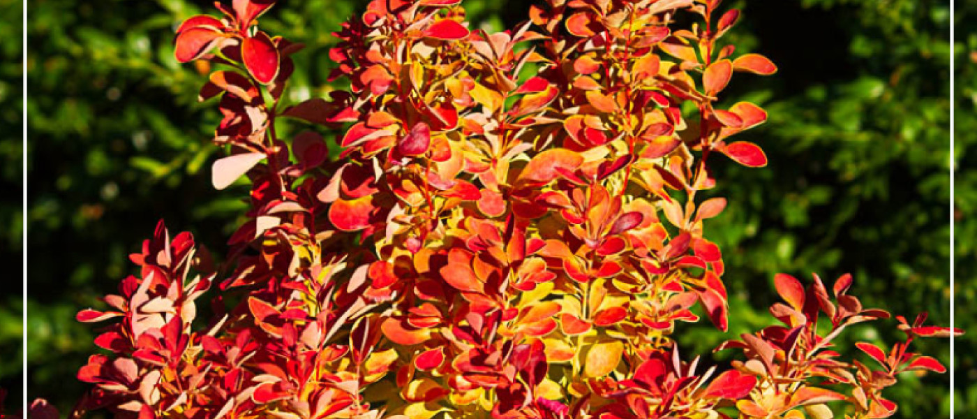 Blattsch&ouml;nheiten