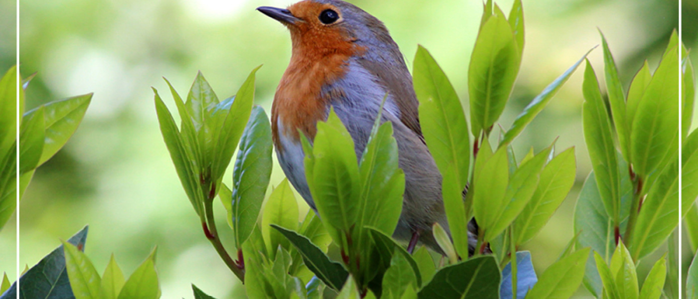 Blickdicht &ndash; jetzt Hecken pflanzen!