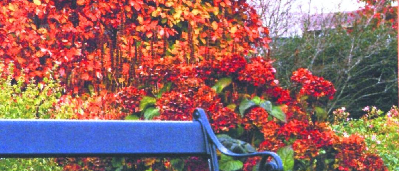 Blickdichte Hecken schaffen Gartenräume