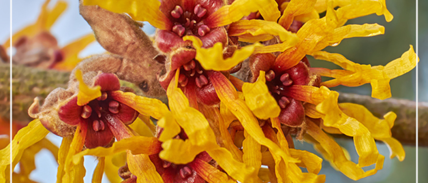 Bl&uuml;hende Geh&ouml;lze im Februar: Farbenfroher Start in den Vorfr&uuml;hling