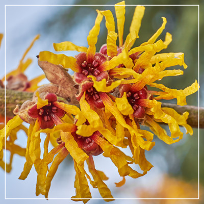 <? $page->title() ?>