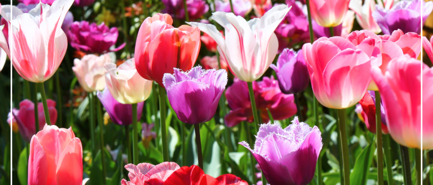 Blumenzwiebeln – farbenfrohe Schätze für deinen Garten