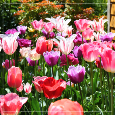 <? $page->title() ?>