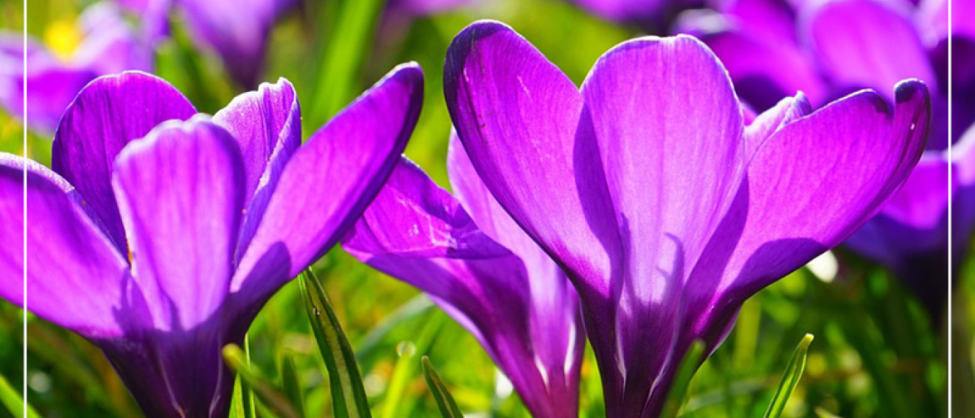 Blumenzwiebeln in H&ouml;chstform