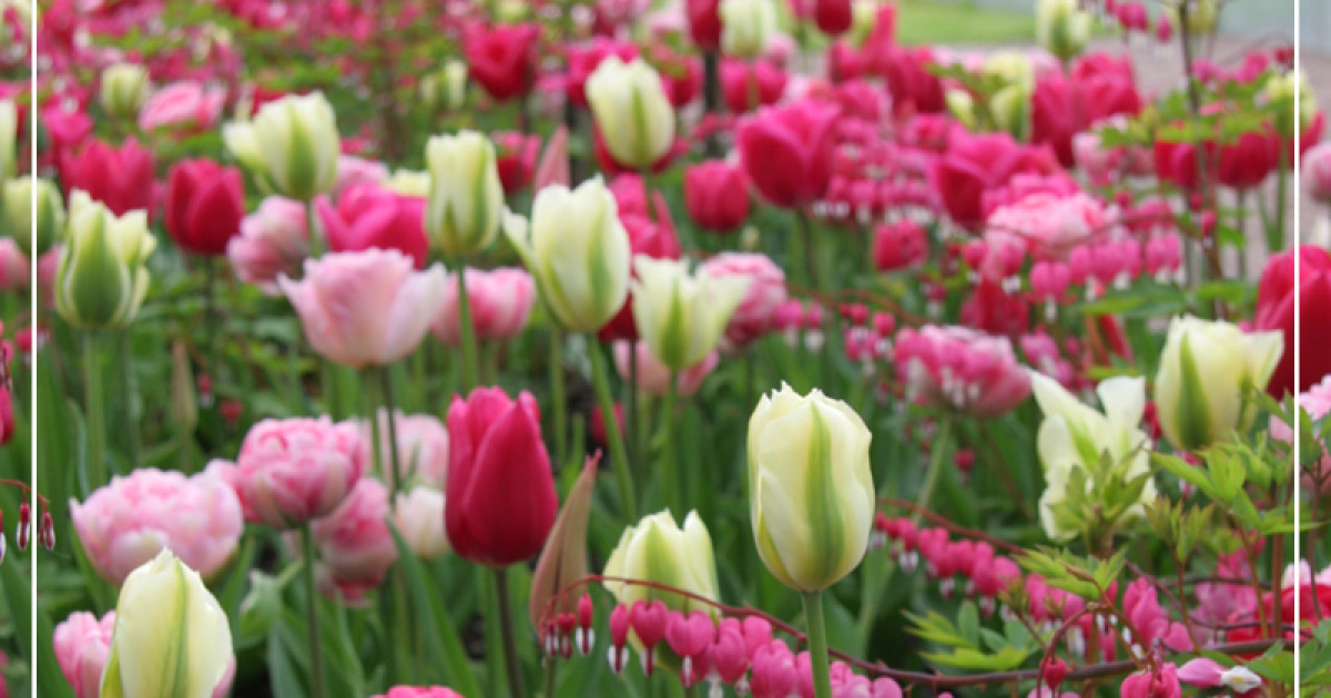 AGRONOM Tulpen-Zwiebeln Cynthia - Weiß-rosa Blüten | 5 Blumenzwiebeln | Mehrjährige Garten-Tulpen