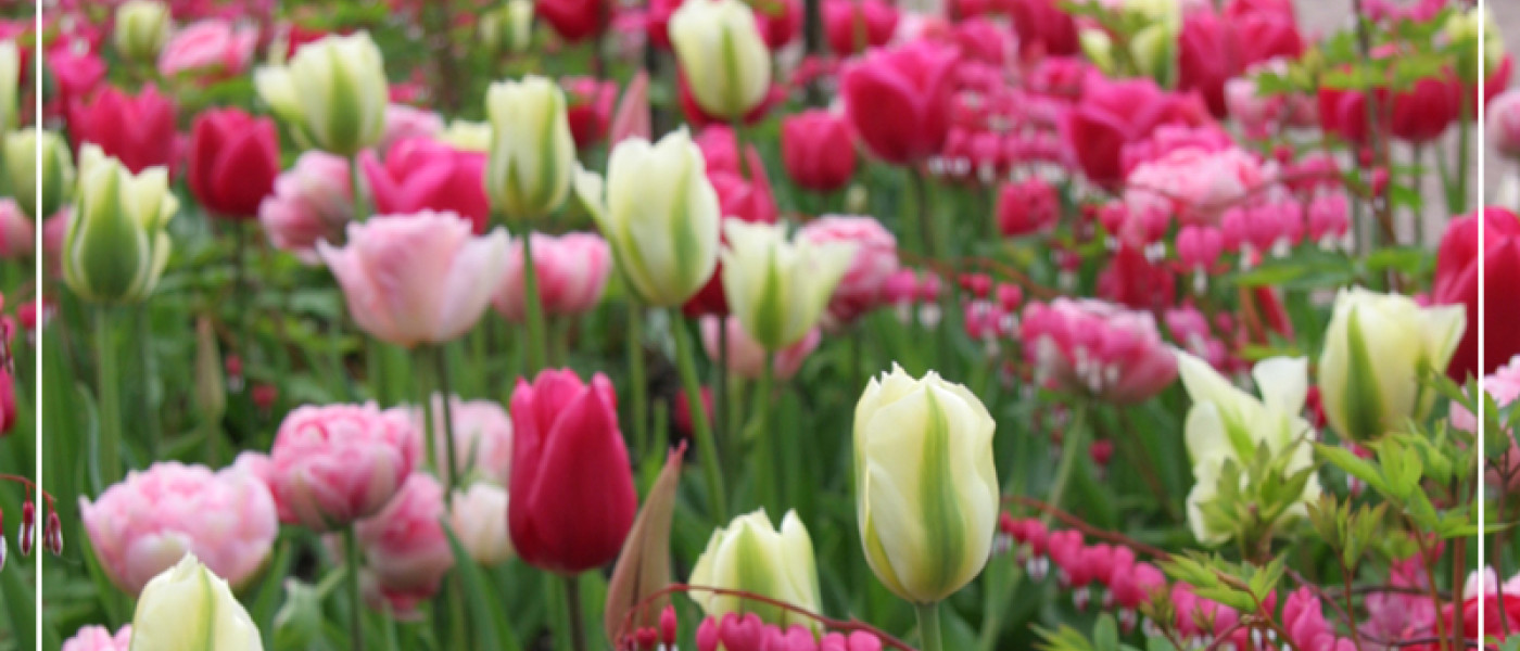 Blumenzwiebeln und Stauden &ndash; eine tolle Kombination