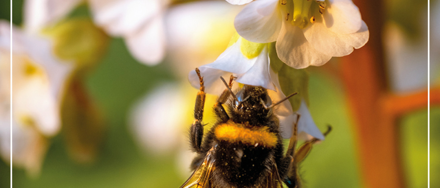 Bl&uuml;tenpracht f&uuml;r Pl&uuml;schmors und Co!