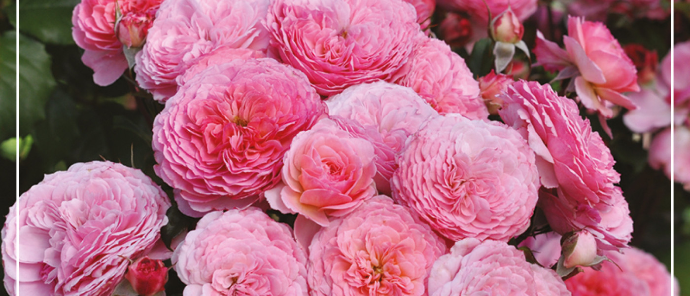 Bl&uuml;tenpracht in einer neuen Dimension