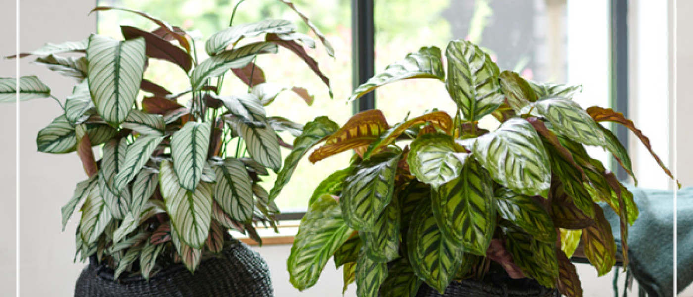 Calathea &ndash; Bl&auml;ttertraum statt Bl&uuml;tenpracht