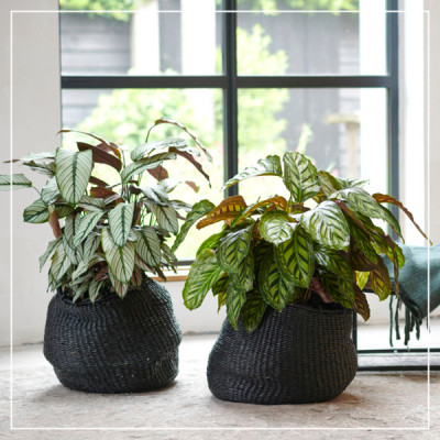 <? $page->title() ?>