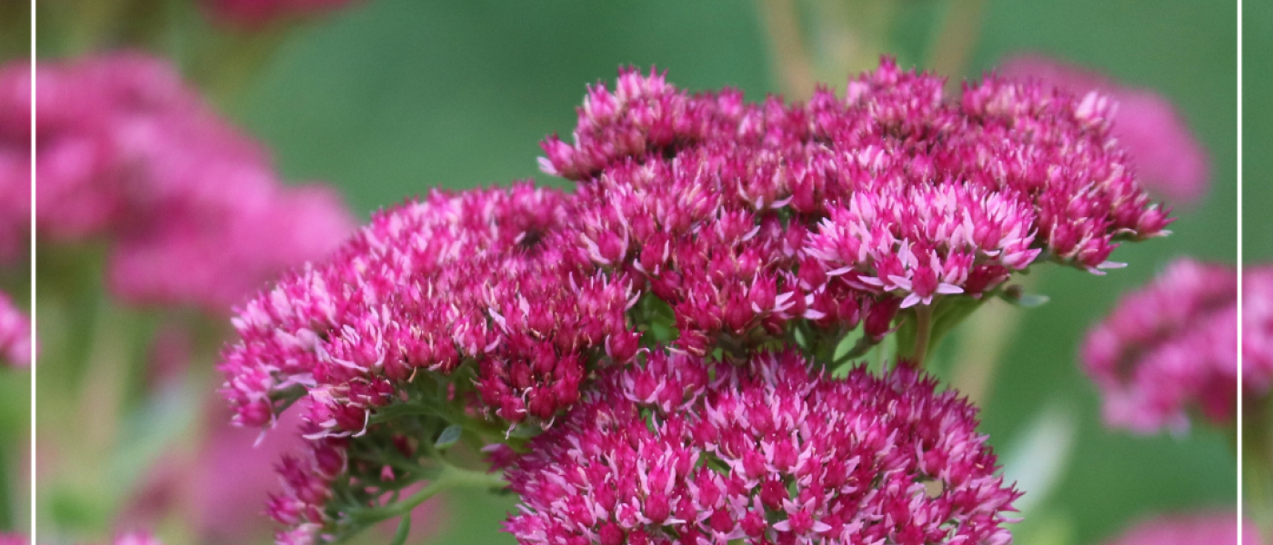 Cool durch den Sommer &ndash; mit Pflanzen, die kaum Wasser brauchen