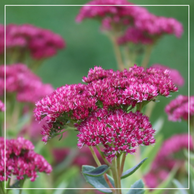 <? $page->title() ?>