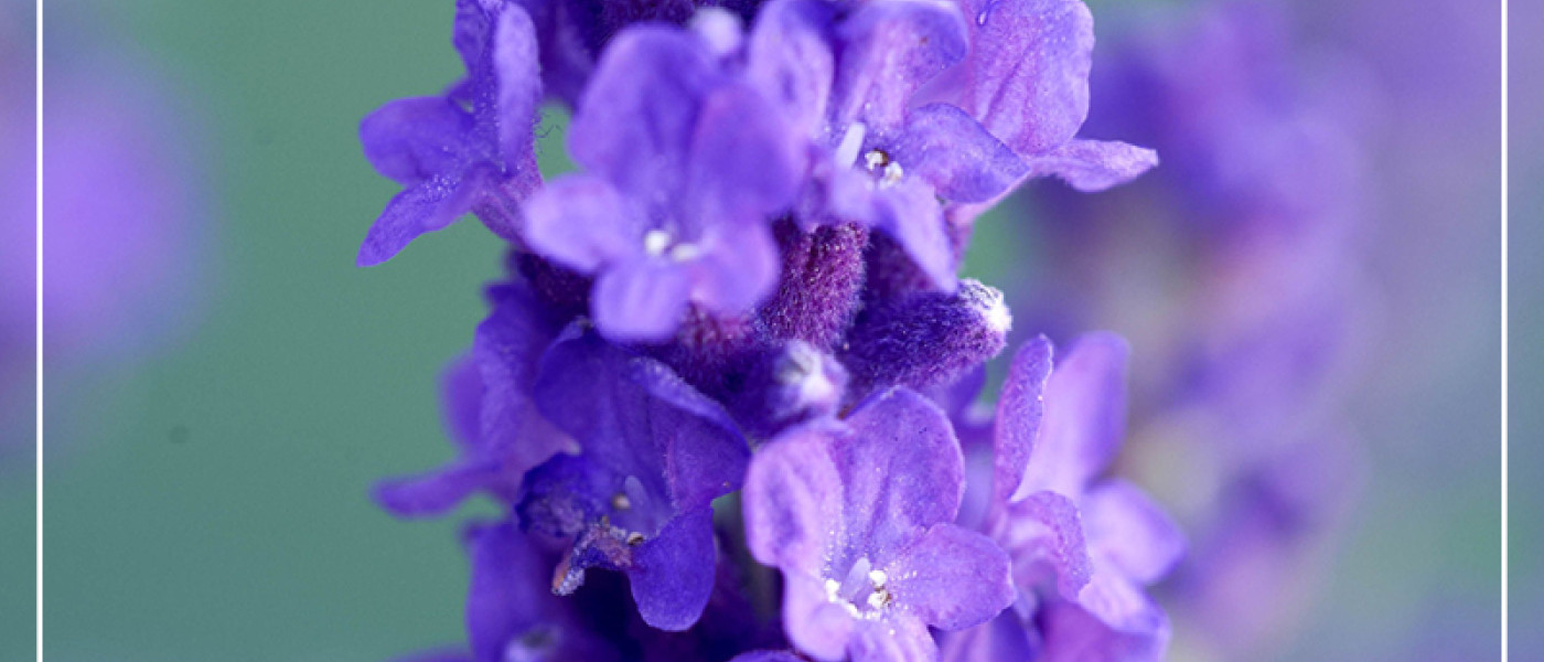 Da ist auch ein Kraut gegen gewachsen, M&uuml;cken!