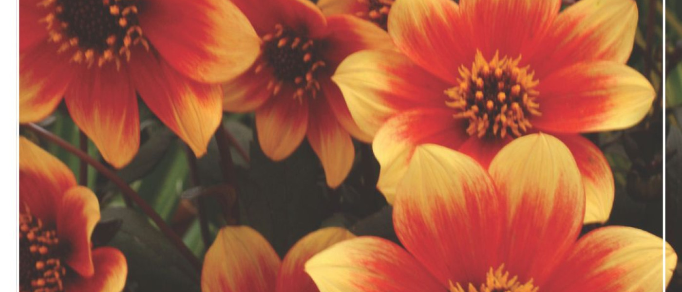 Dahlien: Farbenpracht f&uuml;r einen besonders langen Bl&uuml;tensommer!