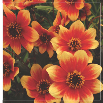 <? $page->title() ?>