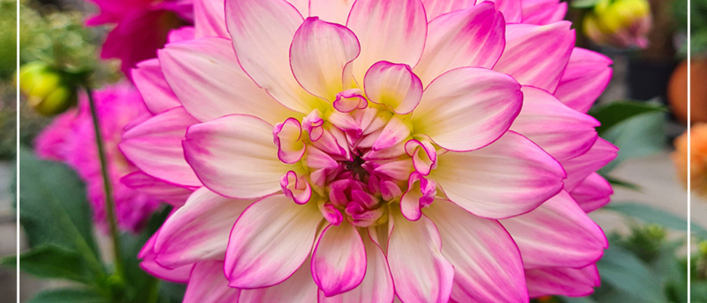 Dahlien: Farbenpracht f&uuml;r einen langen Bl&uuml;tensommer!