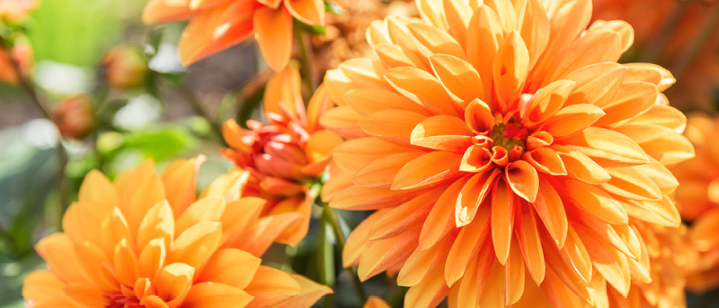 Dahlien - Tipps f&uuml;r Bl&uuml;tenpower bis zum Herbst