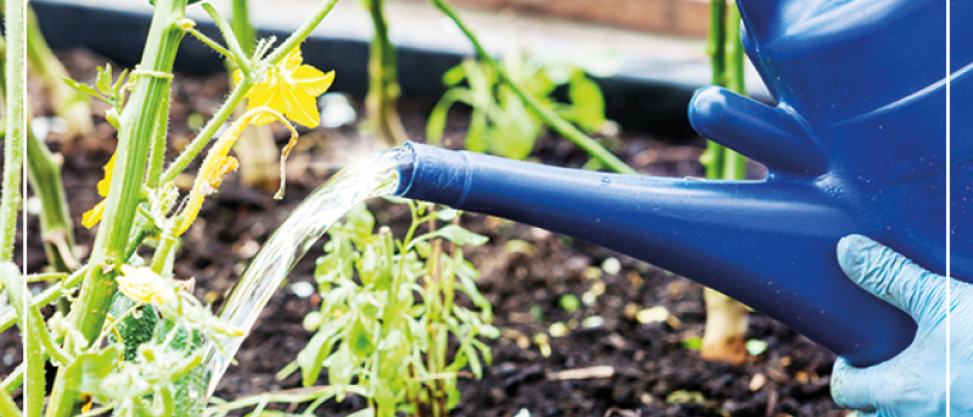 Das Hochbeet im Sommer