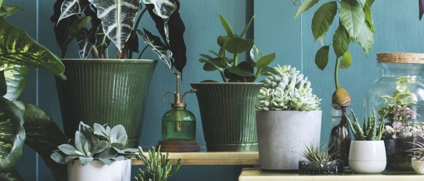 Das kleine Einmaleins der Zimmerpflanzenpflege