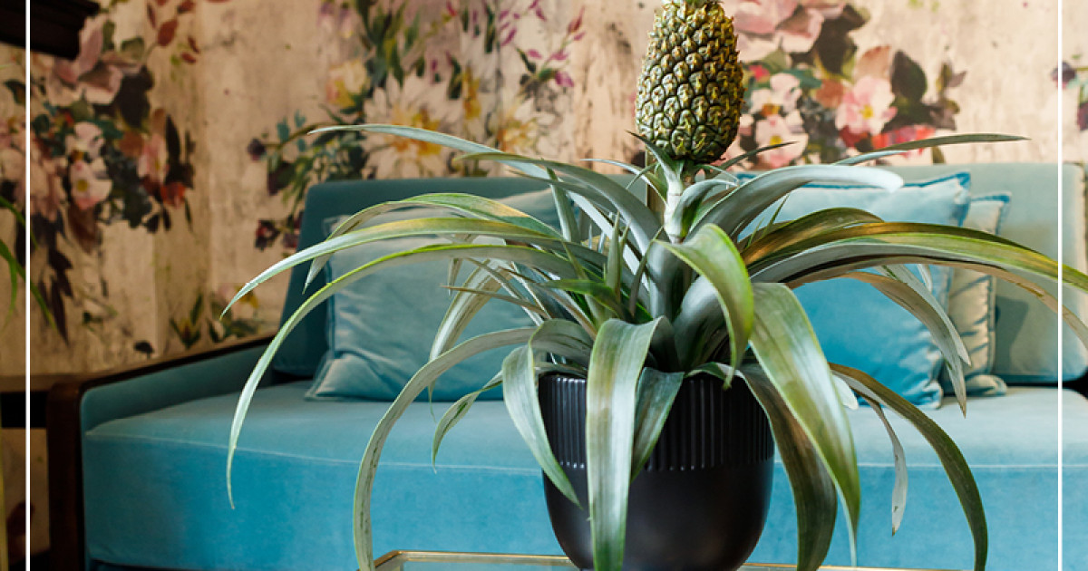 Rostock Gartencenter | Dekotrend Bromelien und Zierananas
